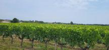 Vente Terrain Portets 33