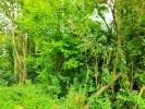 Acheter Terrain 9800 euros