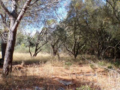Vente Terrain NARBONNE 11100
