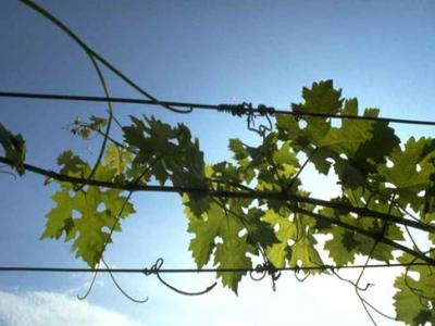 For sale Agricultural domain BANYULS-SUR-MER  66