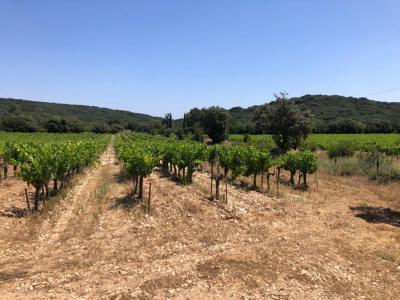 Vente Terrain ROCHEFORT-DU-GARD 30650