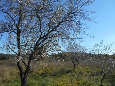 For sale Land SAINT-PONS-DE-MAUCHIENS  34