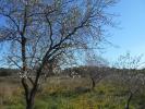 Vente Terrain Saint-pons-de-mauchiens 34