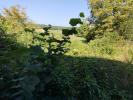 Annonce Vente 5 pices Maison Gevigney-et-mercey