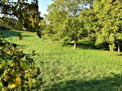Vente Terrain SAINT-MEDARD-EN-FOREZ  42