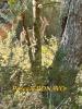 Acheter Terrain Vendays-montalivet Gironde
