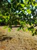 Land SAINT-MEDARD-EN-FOREZ 