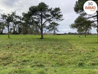 Vente Terrain GRAND-CHAMP 56390