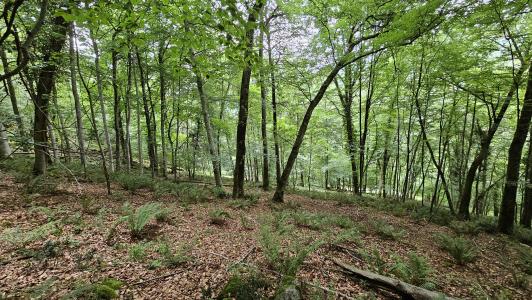 Vente Terrain ESPARROS  65
