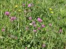 Vente Terrain Belin-beliet 33