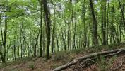Annonce Vente Terrain Esparros