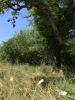Annonce Vente 4 pices Maison Saint-medard-en-forez