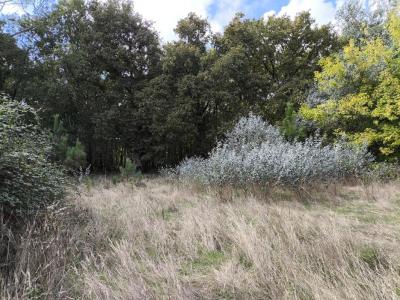 photo For sale House SANGUINET 40