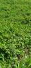 Vente Terrain Basse-pointe 972