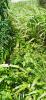 Acheter Terrain 556 m2 Basse-pointe