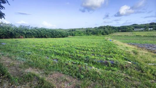 photo For sale Land VAUCLIN 972