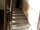 House FELINES-MINERVOIS 