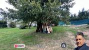 Acheter Terrain Grenay 189000 euros