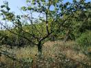 Acheter Terrain 1968 m2 Ceret