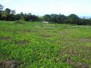 Vente Terrain Basse-pointe 972