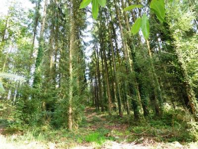 photo For sale Land MELRAND 56