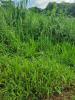 Acheter Terrain Lamentin 147000 euros