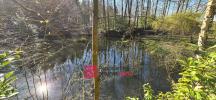 Forested aera FERTE-SOUS-JOUARRE 