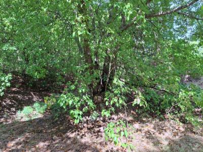 Vente Terrain TERRE-DE-BAS 97136