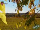 Vente Terrain Pellegrue  33790 1500 m2