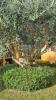 Acheter Maison Nizas 620000 euros