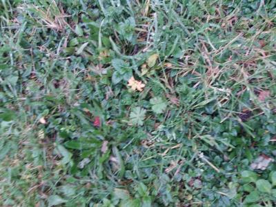 photo For sale Land BARON 33