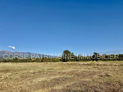 Vente Terrain PRUNELLI-DI-FIUMORBO 20243
