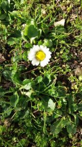 photo For sale Land CASTELNAU-DE-MEDOC 33