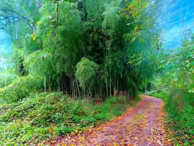 Vente Terrain LESCURE-D'ALBIGEOIS 81380