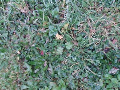 Vente Terrain BARON 33750