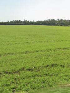 Vente Terrain ANGLIERS 17540