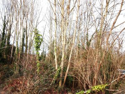 Vente Terrain BELLUIRE 17800