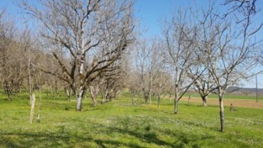 Vente Terrain SAINT-CAPRAIS-DE-BORDEAUX 33880