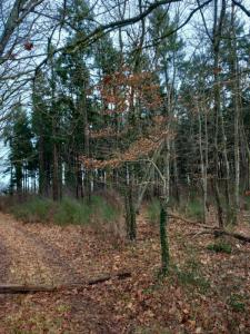 Vente Domaine forestier SAINT-PERE-SUR-LOIRE 45600