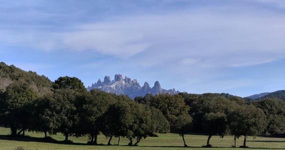 Vente Terrain SAN-GAVINO-DI-CARBINI 20170