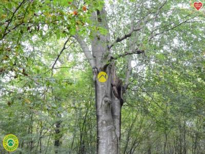 Vente Terrain PIERREFORT 15230