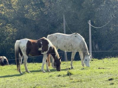 Vente Maison 12 pièces MASSEUBE 32140