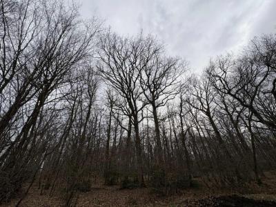 Vente Domaine forestier ARDENTES 36120