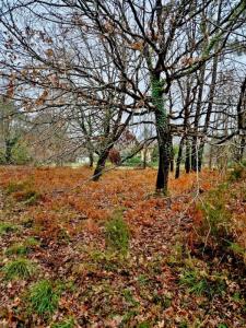 Vente Terrain SAINT-JULIEN-EN-BORN  40