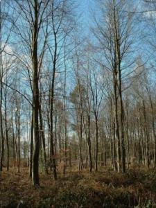 Vente Terrain ECHOURGNAC  24