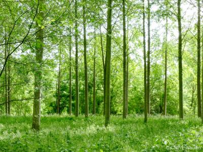 Vente Domaine forestier GENISSAC 33420