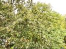 Acheter Appartement Sevres 370000 euros