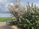 Annonce Vente 6 pi�ces Maison Haguenau