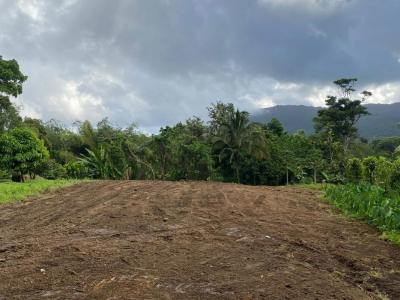 Vente Terrain BASSE-POINTE 97218