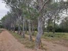 Annonce Vente Terrain Torderes